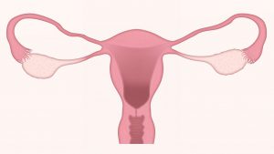 illustration of a uterus