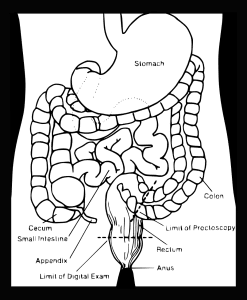 the inside of the stomach illustration