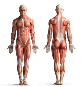 musculoskeletal system illustration