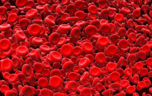 red blood cells