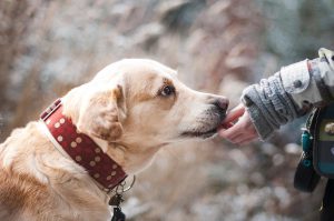 dog being given a treat