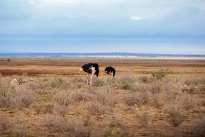 ostrich in a field