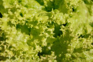 lettuce