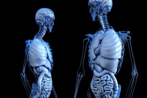 skeletons with organs