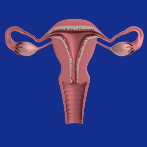 uterus illustration