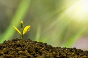 plant in the ground
